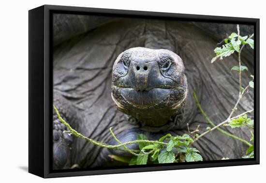 Ecuador, Galapagos Islands, Santa Cruz Highlands. Face of a Wild Galapagos Giant Tortoise-Ellen Goff-Framed Premier Image Canvas