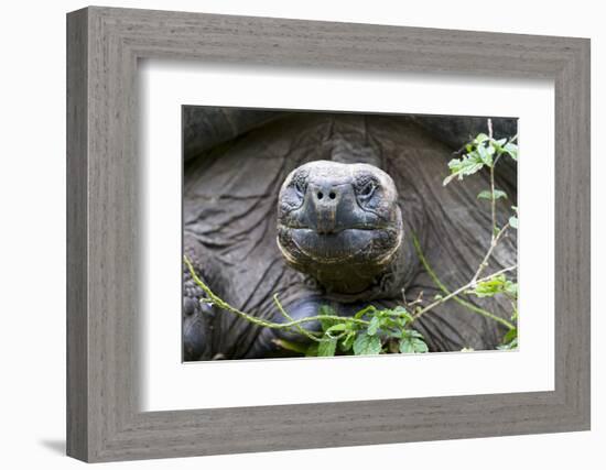 Ecuador, Galapagos Islands, Santa Cruz Highlands. Face of a Wild Galapagos Giant Tortoise-Ellen Goff-Framed Photographic Print