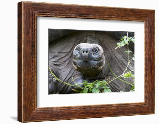 Ecuador, Galapagos Islands, Santa Cruz Highlands. Face of a Wild Galapagos Giant Tortoise-Ellen Goff-Framed Photographic Print