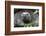 Ecuador, Galapagos Islands, Santa Cruz Highlands. Face of a Wild Galapagos Giant Tortoise-Ellen Goff-Framed Photographic Print