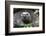 Ecuador, Galapagos Islands, Santa Cruz Highlands. Face of a Wild Galapagos Giant Tortoise-Ellen Goff-Framed Photographic Print