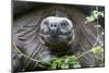 Ecuador, Galapagos Islands, Santa Cruz Highlands. Face of a Wild Galapagos Giant Tortoise-Ellen Goff-Mounted Photographic Print