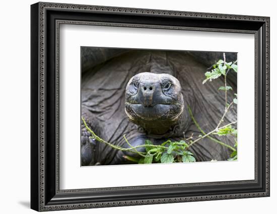 Ecuador, Galapagos Islands, Santa Cruz Highlands. Face of a Wild Galapagos Giant Tortoise-Ellen Goff-Framed Photographic Print