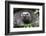 Ecuador, Galapagos Islands, Santa Cruz Highlands. Face of a Wild Galapagos Giant Tortoise-Ellen Goff-Framed Photographic Print