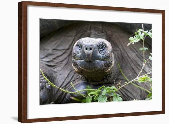 Ecuador, Galapagos Islands, Santa Cruz Highlands. Face of a Wild Galapagos Giant Tortoise-Ellen Goff-Framed Photographic Print