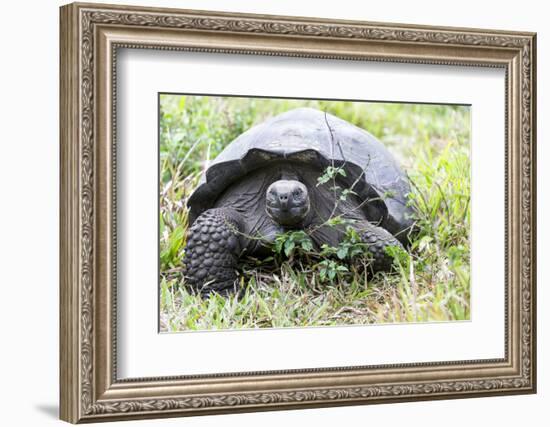 Ecuador, Galapagos Islands, Santa Cruz Highlands, Galapagos Giant Tortoise in the Grass-Ellen Goff-Framed Photographic Print