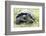 Ecuador, Galapagos Islands, Santa Cruz Highlands, Galapagos Giant Tortoise in the Grass-Ellen Goff-Framed Photographic Print