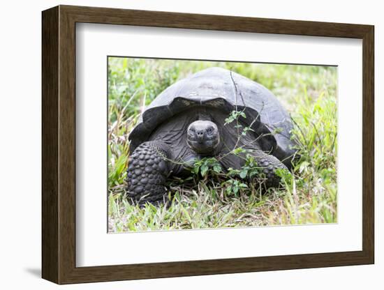 Ecuador, Galapagos Islands, Santa Cruz Highlands, Galapagos Giant Tortoise in the Grass-Ellen Goff-Framed Photographic Print