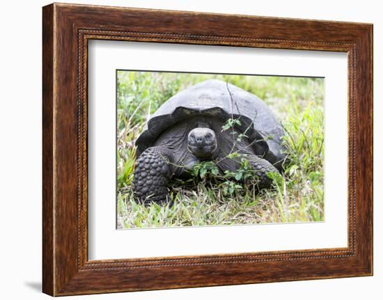 Ecuador, Galapagos Islands, Santa Cruz Highlands, Galapagos Giant Tortoise in the Grass-Ellen Goff-Framed Photographic Print