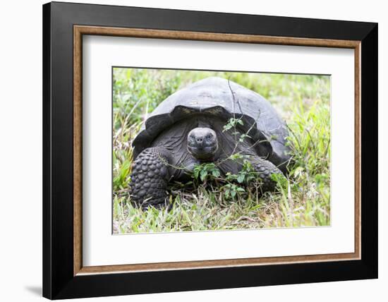 Ecuador, Galapagos Islands, Santa Cruz Highlands, Galapagos Giant Tortoise in the Grass-Ellen Goff-Framed Photographic Print