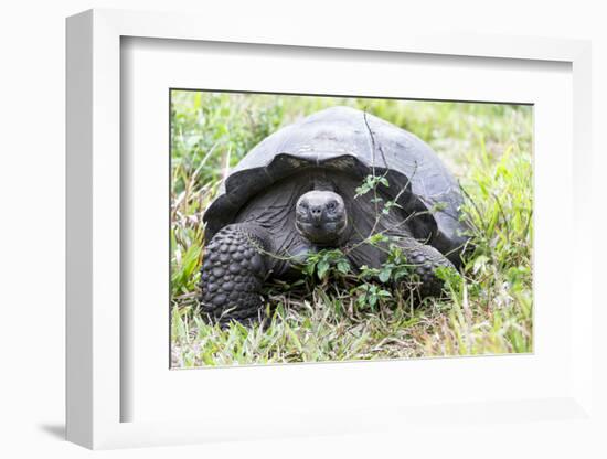 Ecuador, Galapagos Islands, Santa Cruz Highlands, Galapagos Giant Tortoise in the Grass-Ellen Goff-Framed Photographic Print