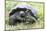 Ecuador, Galapagos Islands, Santa Cruz Highlands, Galapagos Giant Tortoise in the Grass-Ellen Goff-Mounted Photographic Print