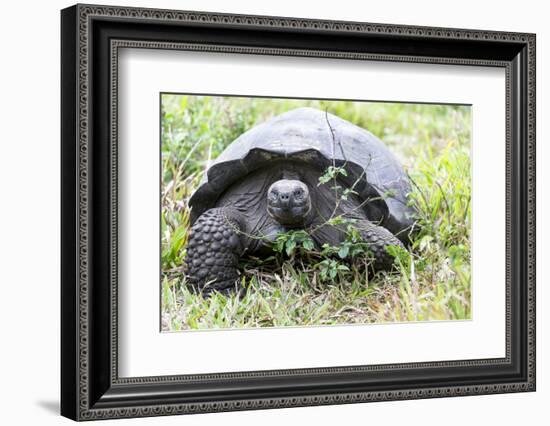 Ecuador, Galapagos Islands, Santa Cruz Highlands, Galapagos Giant Tortoise in the Grass-Ellen Goff-Framed Photographic Print