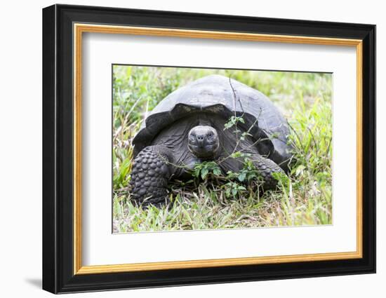 Ecuador, Galapagos Islands, Santa Cruz Highlands, Galapagos Giant Tortoise in the Grass-Ellen Goff-Framed Photographic Print