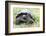 Ecuador, Galapagos Islands, Santa Cruz Highlands, Galapagos Giant Tortoise in the Grass-Ellen Goff-Framed Photographic Print