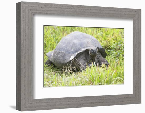 Ecuador, Galapagos Islands, Santa Cruz Highlands. Wild Galapagos Giant Tortoise in the Grass-Ellen Goff-Framed Photographic Print