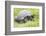 Ecuador, Galapagos Islands, Santa Cruz Highlands. Wild Galapagos Giant Tortoise in the Grass-Ellen Goff-Framed Photographic Print