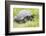 Ecuador, Galapagos Islands, Santa Cruz Highlands. Wild Galapagos Giant Tortoise in the Grass-Ellen Goff-Framed Photographic Print