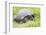 Ecuador, Galapagos Islands, Santa Cruz Highlands. Wild Galapagos Giant Tortoise in the Grass-Ellen Goff-Framed Photographic Print