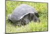 Ecuador, Galapagos Islands, Santa Cruz Highlands. Wild Galapagos Giant Tortoise in the Grass-Ellen Goff-Mounted Photographic Print