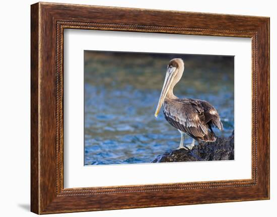 Ecuador, Galapagos Islands, Santa Cruz, Isla Eden, Brown Pelican Portrait-Ellen Goff-Framed Photographic Print