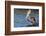 Ecuador, Galapagos Islands, Santa Cruz, Isla Eden, Brown Pelican Portrait-Ellen Goff-Framed Photographic Print