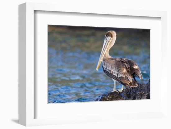 Ecuador, Galapagos Islands, Santa Cruz, Isla Eden, Brown Pelican Portrait-Ellen Goff-Framed Photographic Print
