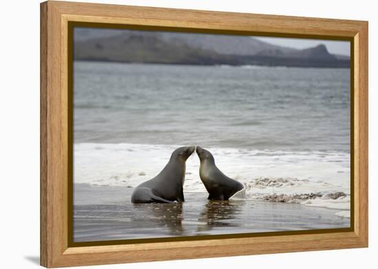 Ecuador, Galapagos Islands, Santiago Island. Galapagos Sea Lion-Kevin Oke-Framed Premier Image Canvas