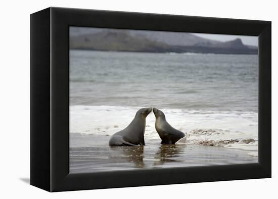 Ecuador, Galapagos Islands, Santiago Island. Galapagos Sea Lion-Kevin Oke-Framed Premier Image Canvas