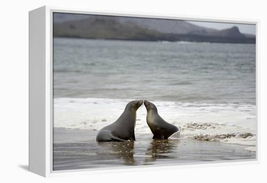 Ecuador, Galapagos Islands, Santiago Island. Galapagos Sea Lion-Kevin Oke-Framed Premier Image Canvas