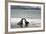 Ecuador, Galapagos Islands, Santiago Island. Galapagos Sea Lion-Kevin Oke-Framed Photographic Print