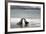 Ecuador, Galapagos Islands, Santiago Island. Galapagos Sea Lion-Kevin Oke-Framed Photographic Print