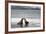 Ecuador, Galapagos Islands, Santiago Island. Galapagos Sea Lion-Kevin Oke-Framed Photographic Print