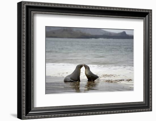 Ecuador, Galapagos Islands, Santiago Island. Galapagos Sea Lion-Kevin Oke-Framed Photographic Print