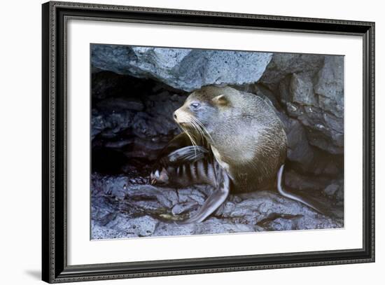Ecuador, Galapagos Islands, Santiago, Puerto Egas. Galapagos Sea Lion in the Rocks-Ellen Goff-Framed Photographic Print