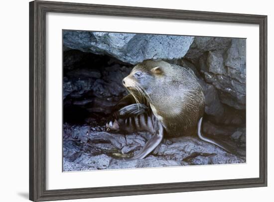 Ecuador, Galapagos Islands, Santiago, Puerto Egas. Galapagos Sea Lion in the Rocks-Ellen Goff-Framed Photographic Print