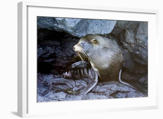 Ecuador, Galapagos Islands, Santiago, Puerto Egas. Galapagos Sea Lion in the Rocks-Ellen Goff-Framed Photographic Print