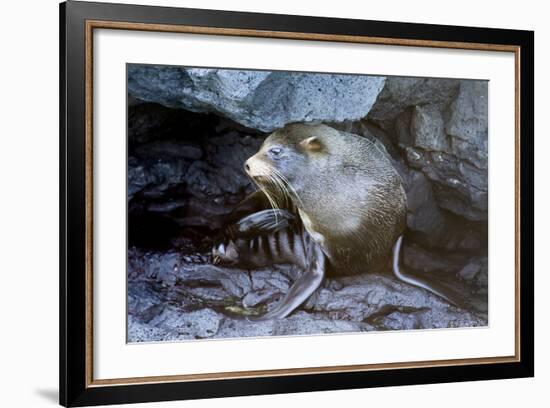 Ecuador, Galapagos Islands, Santiago, Puerto Egas. Galapagos Sea Lion in the Rocks-Ellen Goff-Framed Photographic Print