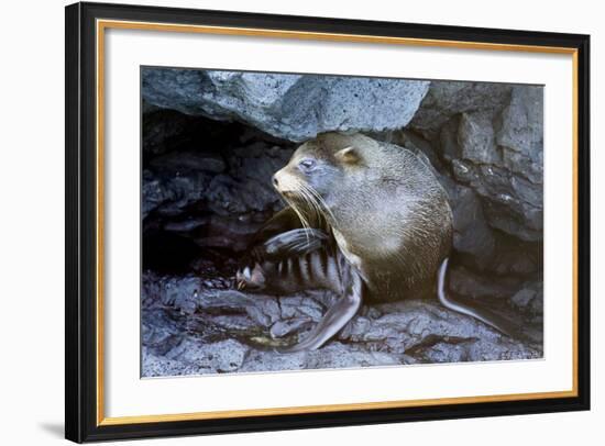 Ecuador, Galapagos Islands, Santiago, Puerto Egas. Galapagos Sea Lion in the Rocks-Ellen Goff-Framed Photographic Print