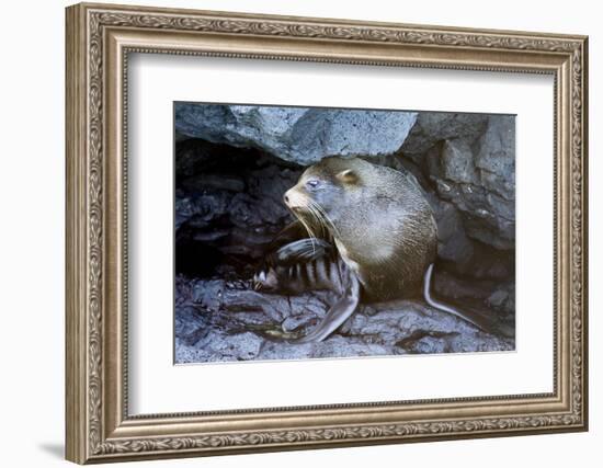 Ecuador, Galapagos Islands, Santiago, Puerto Egas. Galapagos Sea Lion in the Rocks-Ellen Goff-Framed Photographic Print