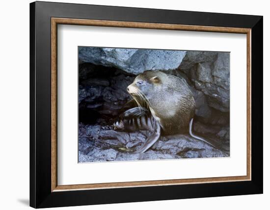 Ecuador, Galapagos Islands, Santiago, Puerto Egas. Galapagos Sea Lion in the Rocks-Ellen Goff-Framed Photographic Print