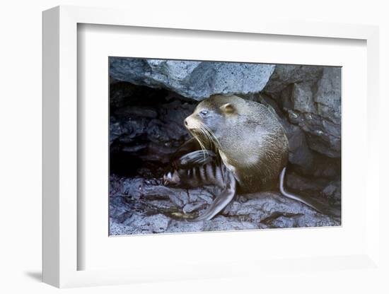 Ecuador, Galapagos Islands, Santiago, Puerto Egas. Galapagos Sea Lion in the Rocks-Ellen Goff-Framed Photographic Print