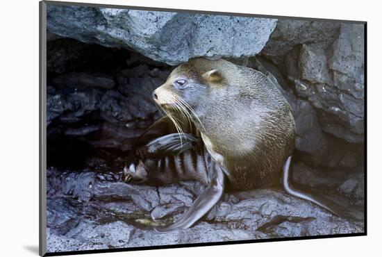 Ecuador, Galapagos Islands, Santiago, Puerto Egas. Galapagos Sea Lion in the Rocks-Ellen Goff-Mounted Photographic Print