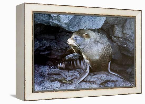 Ecuador, Galapagos Islands, Santiago, Puerto Egas. Galapagos Sea Lion in the Rocks-Ellen Goff-Framed Premier Image Canvas