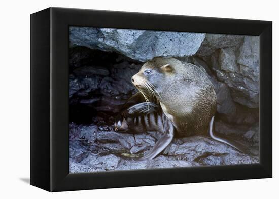 Ecuador, Galapagos Islands, Santiago, Puerto Egas. Galapagos Sea Lion in the Rocks-Ellen Goff-Framed Premier Image Canvas