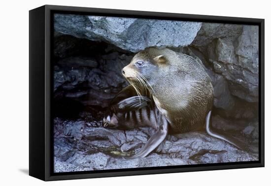 Ecuador, Galapagos Islands, Santiago, Puerto Egas. Galapagos Sea Lion in the Rocks-Ellen Goff-Framed Premier Image Canvas