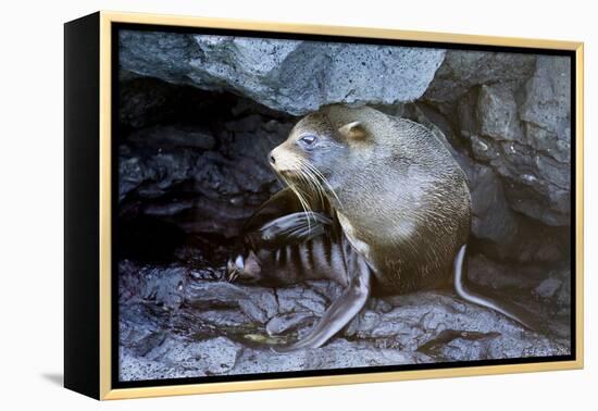 Ecuador, Galapagos Islands, Santiago, Puerto Egas. Galapagos Sea Lion in the Rocks-Ellen Goff-Framed Premier Image Canvas