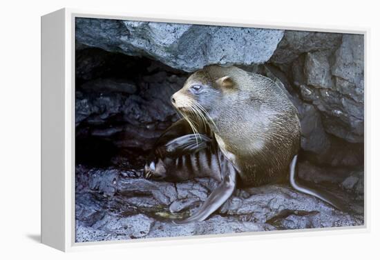 Ecuador, Galapagos Islands, Santiago, Puerto Egas. Galapagos Sea Lion in the Rocks-Ellen Goff-Framed Premier Image Canvas