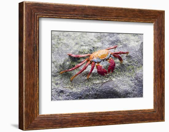 Ecuador, Galapagos Islands, Sombrero Chino. Sally Lightfoot Crab on Rock-Ellen Goff-Framed Photographic Print