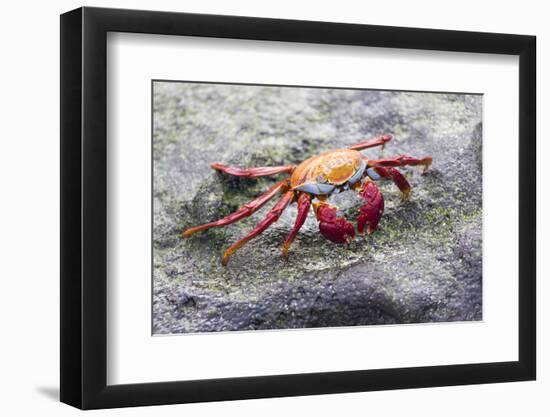 Ecuador, Galapagos Islands, Sombrero Chino. Sally Lightfoot Crab on Rock-Ellen Goff-Framed Photographic Print